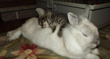 Jak a kolik by králíci měli spát, vlastnosti odpočinku a možné problémy